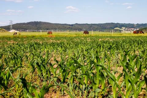 Landscape ripening corn against the backdrop of grazing horses and green hill Stock-Fotos