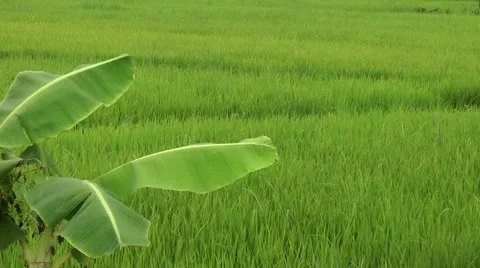 Landscape with ripening rice in the Philippines Stock Footage