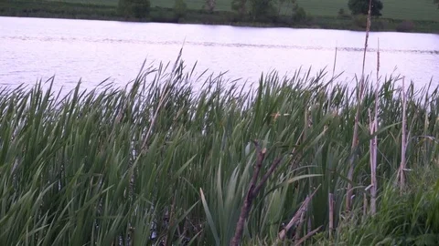 The landscape,the ripples on the river,in front of tall grass,in the background 库存影片 76140014