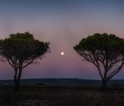 Landscape with rising moon between two trees Stock Photos