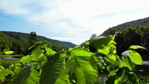 Landscape with river and forest mountains Stock Footage 149321139