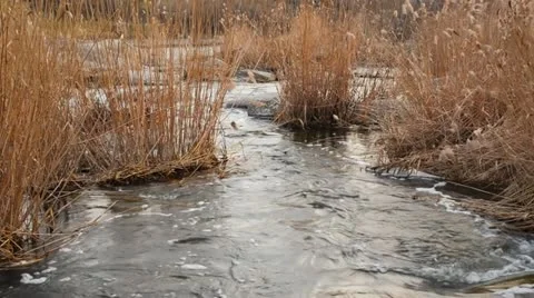 Landscape with river and reed Video stock 21944583