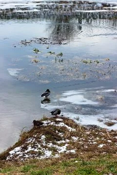 Landscape with a river, ducks, trees, reflections in the water in winter. Stock Photos