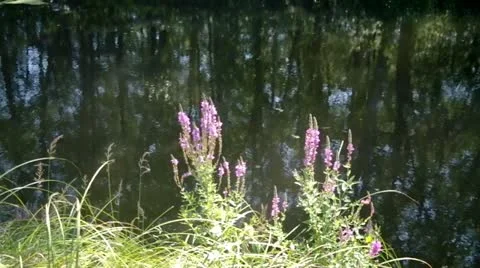 Landscape with river Stock Footage 11806839