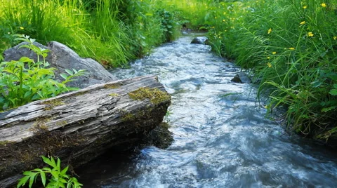 Landscape with river in forest Video stock 40313870