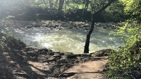 The landscape of a river in the forest Stock-Footage 308095372