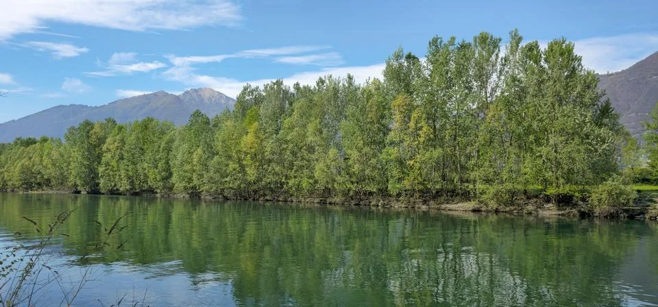 Landscape on the river with green trees in spring Foto stock