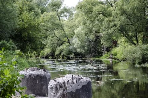 Landscape with a river in the middle of the forest in summer Stock Photos