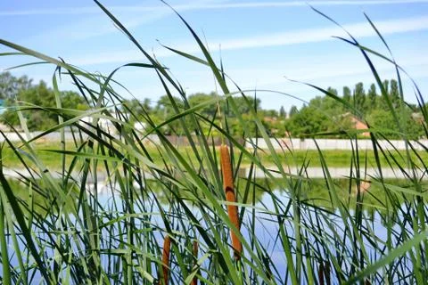 Landscape with a River. 写真素材