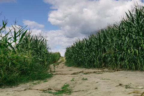 Landscape. Road going through a cornfield. Stock Photos
