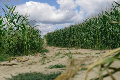 Landscape. Road going through a cornfield. Stock Photos