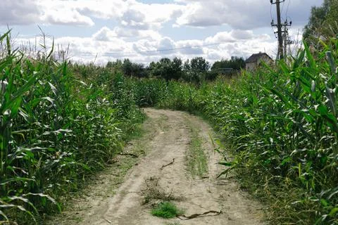 Landscape. Road going through a cornfield. Stock Photos