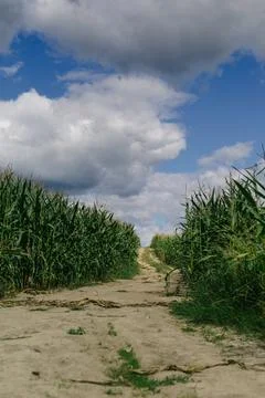 Landscape. Road going through a cornfield. Stock Photos