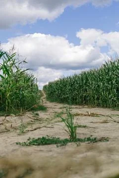 Landscape. Road going through a cornfield. Stock Photos