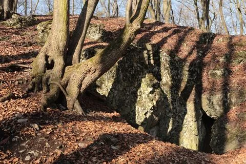 Landscape with rock and trees in the forest. Early spring in the forest. Stock Photos