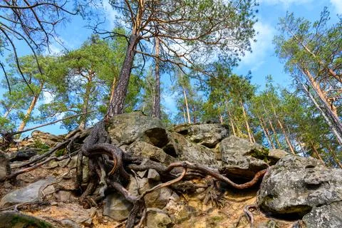 Landscape with rock in forest. Foto stock