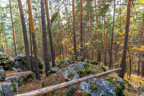 Landscape with rock in forest. Stock Photos