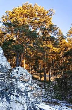 Landscape of rocks with pine trees with yellow and green crown in snowy forest Foto stock