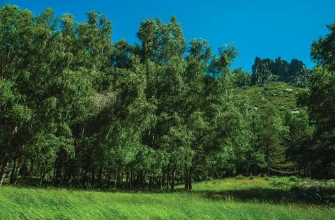 Landscape with rocky cliffs and tree forest Stock Photos