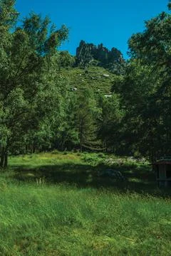 Landscape with rocky cliffs and tree forest Stock Photos