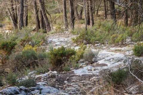 Landscape with a rocky path winding through the Mediterranean forest Photos