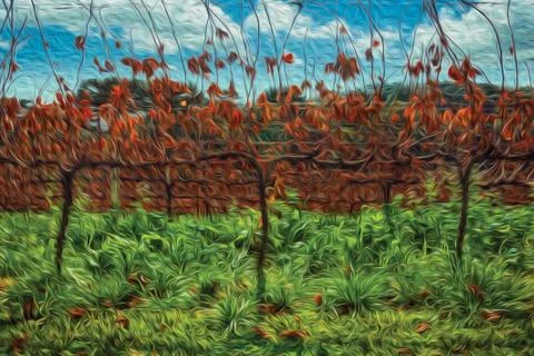 Landscape with rows of trunks and vine branches Stock Illustration