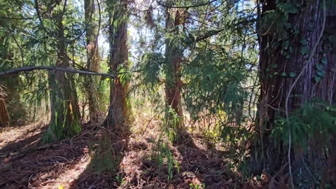Landscape of a rural forest with coniferous trees, calm nature. Stock Footage 296755517