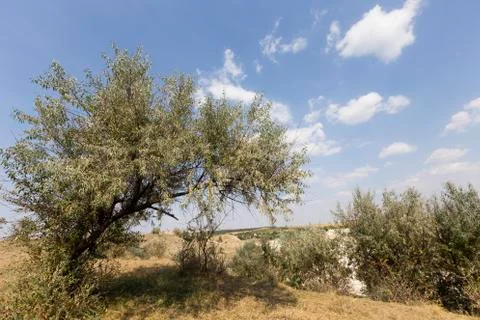 Landscape with Russian Olive. Stock Photos