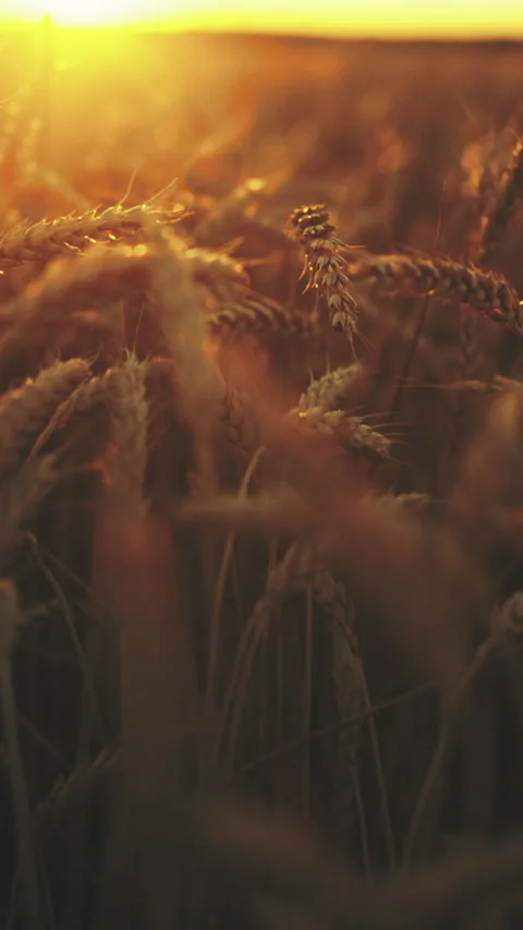 Landscape with rye field in sunrise, moving closeup view of ripe wheat in farm. Stock Footage 341787401