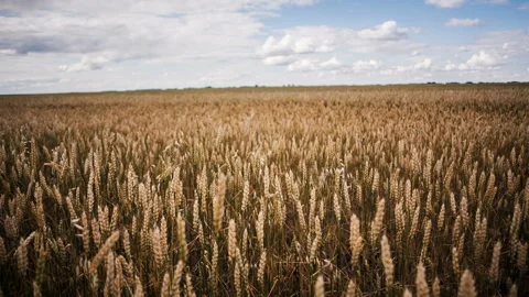 Landscape rye wheat field Stock Footage 90339542