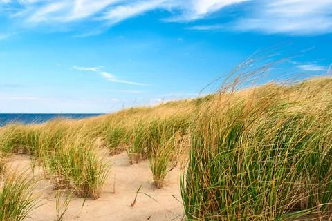 Landscape with sand dunes at Cape Cod Landscape with sand dunes at Cape Co... Stock Photos