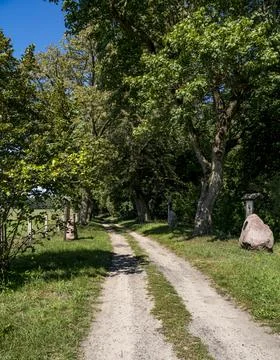 Landscape of a sandy road between old oak trees Stock Photos