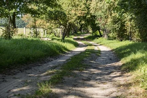 Landscape of a sandy road between old oak trees Foto stock