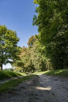 Landscape of a sandy road between old oak trees Stock Photos