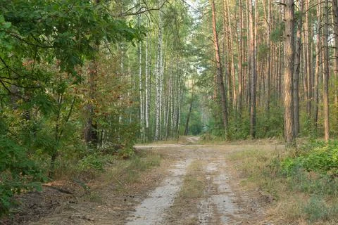 Landscape with sandy road intersecting through evening mixed forest Stock-Fotos