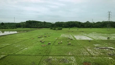 Landscape Sawah 2 Stock Footage 301275613