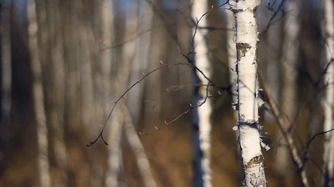 Landscape scene with birch tree forest in autumn season 스톡 동영상 126997418