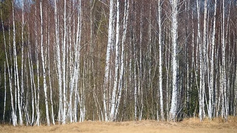 Landscape scene with birch tree forest in autumn season 스톡 동영상 126997457