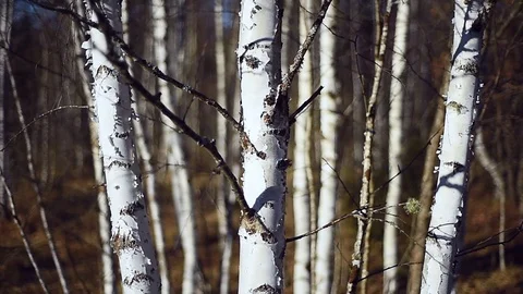 Landscape scene with birch tree forest in autumn season 스톡 동영상 126997494