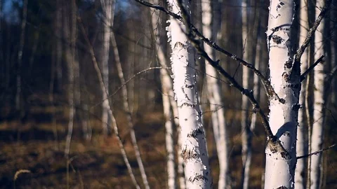 Landscape scene with birch tree forest in autumn season 스톡 동영상 126997509