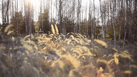 Landscape scene with birch tree forest in autumn season 스톡 동영상 126997586