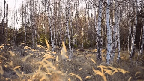 Landscape scene with birch tree forest in autumn season Stock-Footage 126997591