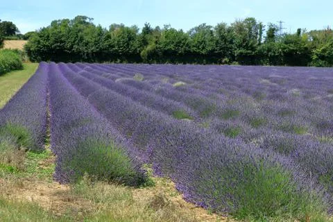 A landscape scene with lavender fields in Kent Stock Photos