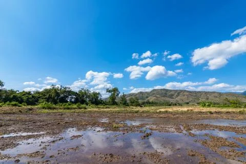 Landscape scene midday and beautiful blue sky with cloud over a rice field af Stock Photos