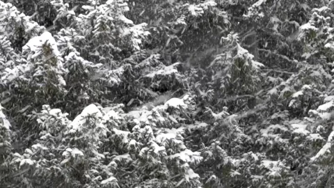 Landscape scene of a snowfall Over Pine Forest Stock-Footage 262808468