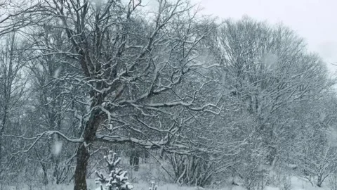 Landscape scene of a Snowfall on a Quiet Winter Afternoon in the Forest. Vidéo 262808029