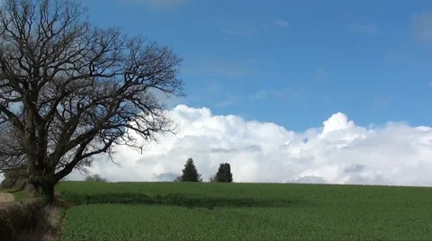 Landscape scene with tree Stock Footage 2775183