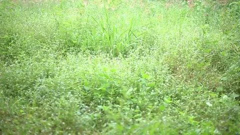 Landscape screen video capture from sakolnakon thailand Stock Footage 94018201