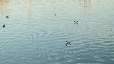 Landscape with seagulls on the river, sunset time Stock Footage 107451148