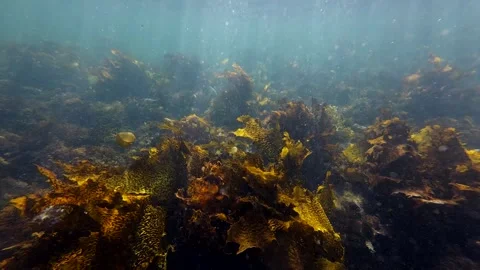 Landscape of seaweed Stock Footage 251931853